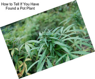 How to Tell If You Have Found a Pot Plant