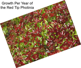 Growth Per Year of the Red Tip Photinia