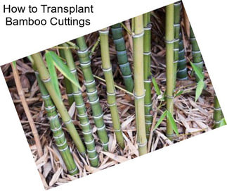 How to Transplant Bamboo Cuttings