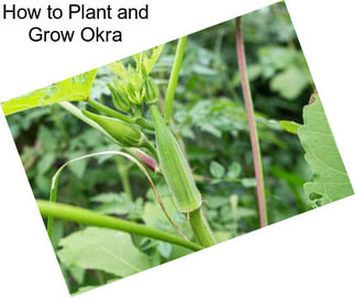 How to Plant and Grow Okra