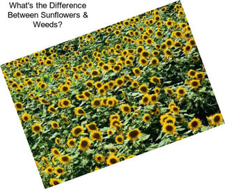 What\'s the Difference Between Sunflowers & Weeds?