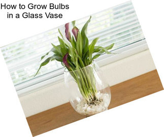 How to Grow Bulbs in a Glass Vase