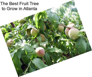 The Best Fruit Tree to Grow in Atlanta