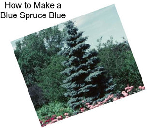 How to Make a Blue Spruce Blue