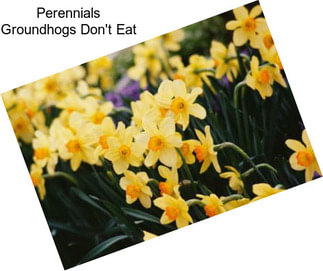 Perennials Groundhogs Don\'t Eat