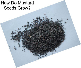 How Do Mustard Seeds Grow?