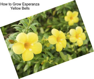 How to Grow Esperanza Yellow Bells