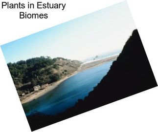 Plants in Estuary Biomes
