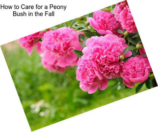 How to Care for a Peony Bush in the Fall