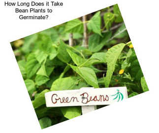 How Long Does it Take Bean Plants to Germinate?