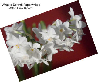 What to Do with Paperwhites After They Bloom