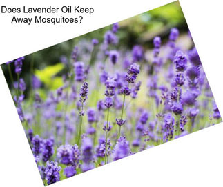 Does Lavender Oil Keep Away Mosquitoes?