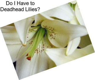 Do I Have to Deadhead Lilies?