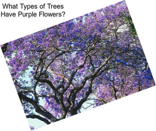 What Types of Trees Have Purple Flowers?