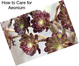 How to Care for Aeonium