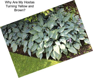 Why Are My Hostas Turning Yellow and Brown?