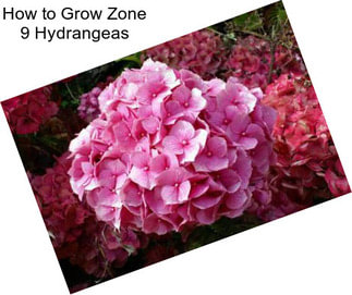 How to Grow Zone 9 Hydrangeas