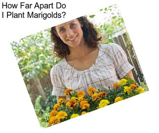 How Far Apart Do I Plant Marigolds?