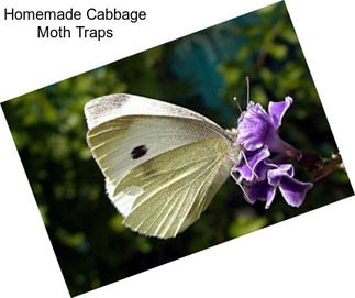 Homemade Cabbage Moth Traps