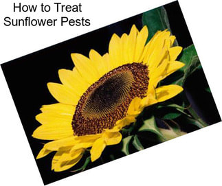 How to Treat Sunflower Pests