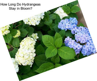 How Long Do Hydrangeas Stay in Bloom?