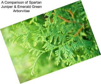 A Comparison of Spartan Juniper & Emerald Green Arborvitae