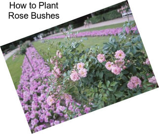 How to Plant Rose Bushes