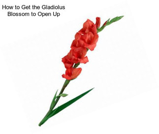 How to Get the Gladiolus Blossom to Open Up