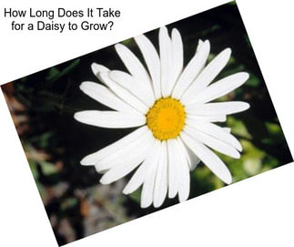 How Long Does It Take for a Daisy to Grow?