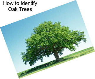 How to Identify Oak Trees