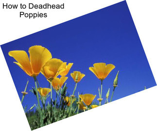 How to Deadhead Poppies