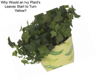 Why Would an Ivy Plant\'s Leaves Start to Turn Yellow?