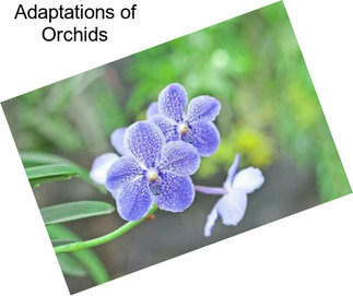 Adaptations of Orchids