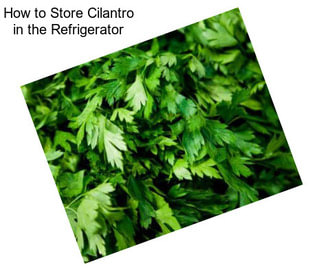 How to Store Cilantro in the Refrigerator