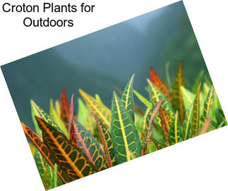 Croton Plants for Outdoors