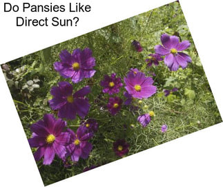 Do Pansies Like Direct Sun?