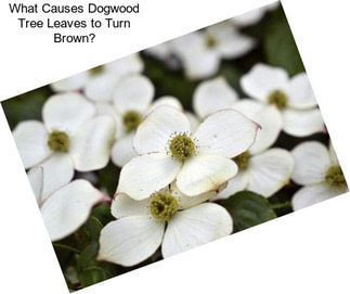 What Causes Dogwood Tree Leaves to Turn Brown?