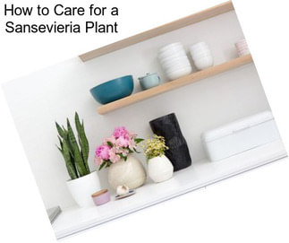 How to Care for a Sansevieria Plant
