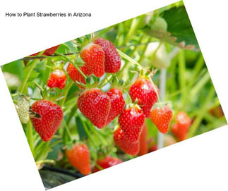 How to Plant Strawberries in Arizona