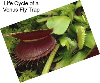 Life Cycle of a Venus Fly Trap