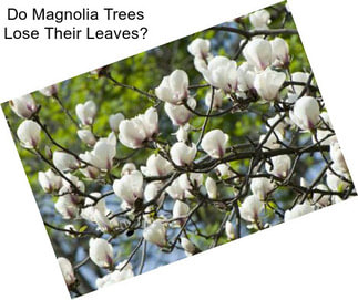 Do Magnolia Trees Lose Their Leaves?