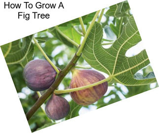 How To Grow A Fig Tree