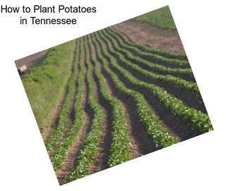 How to Plant Potatoes in Tennessee