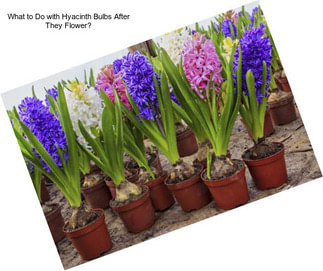 What to Do with Hyacinth Bulbs After They Flower?
