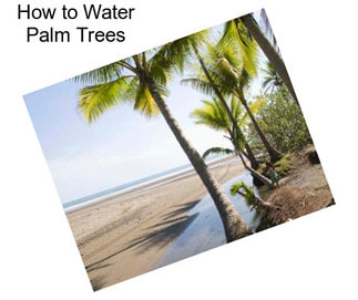 How to Water Palm Trees
