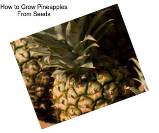 How to Grow Pineapples From Seeds