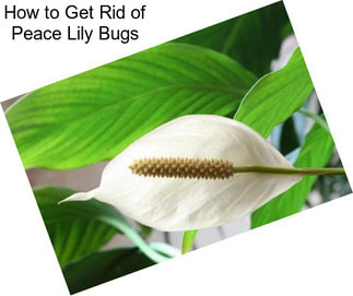 How to Get Rid of Peace Lily Bugs