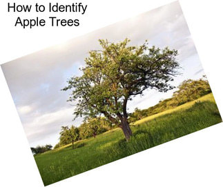 How to Identify Apple Trees