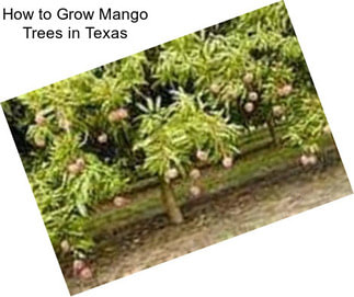 How to Grow Mango Trees in Texas