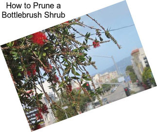 How to Prune a Bottlebrush Shrub